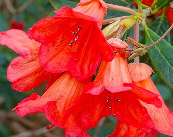 Op de afbeelding: Close-up van een tros feloranje rhododendronbloemen met een groene bladerachtige achtergrond.