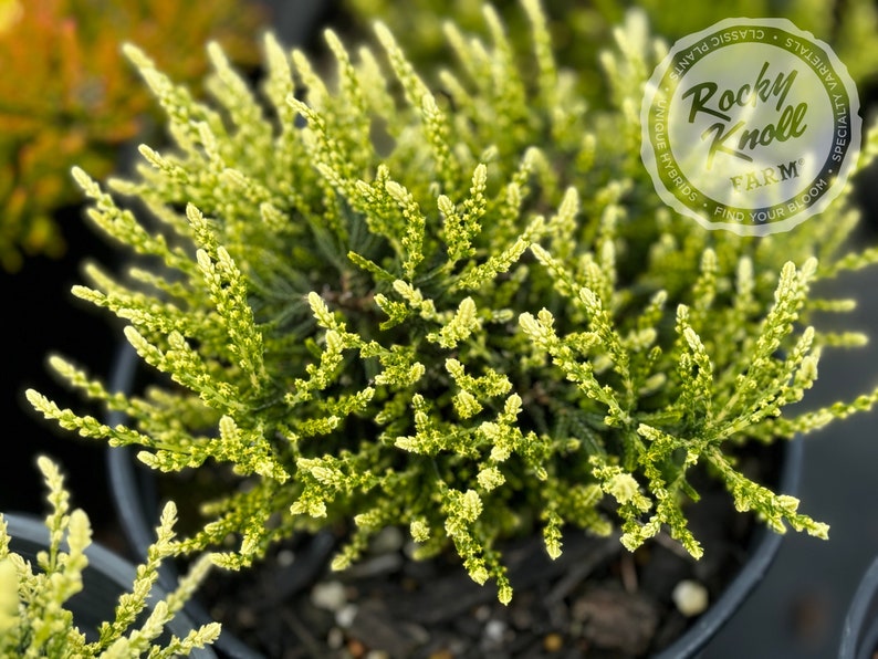 Rocky Knoll Farm Calluna - Thumbnail 5
