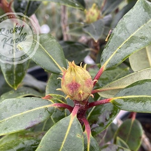 May include: Close-up of a rhododendron plant with a single, large, green bud with red accents. The leaves are dark green and glossy.