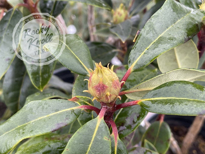 May include: Close-up of a rhododendron plant with a single, large, green bud with red accents. The leaves are dark green and glossy.