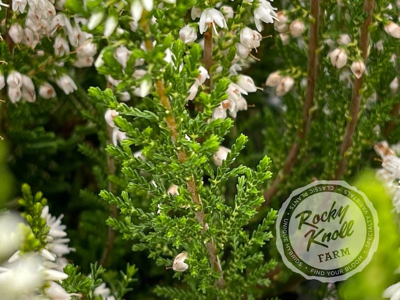 Rocky Knoll Farm Calluna