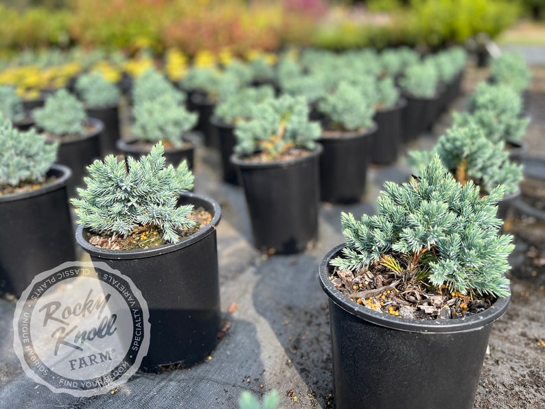 Blue Star Juniper - Juniperus squamata