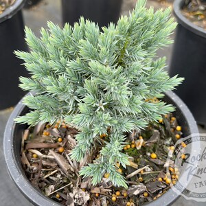 Blue Star Juniper - Juniperus squamata