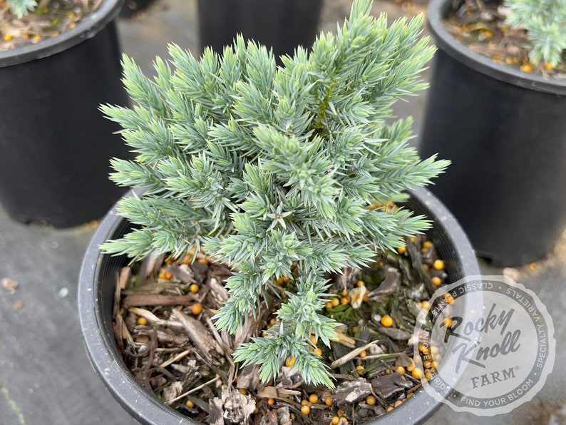 Blue Star Juniper - Juniperus squamata