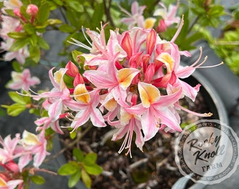 R. occidentale 'Select' Western Azalea