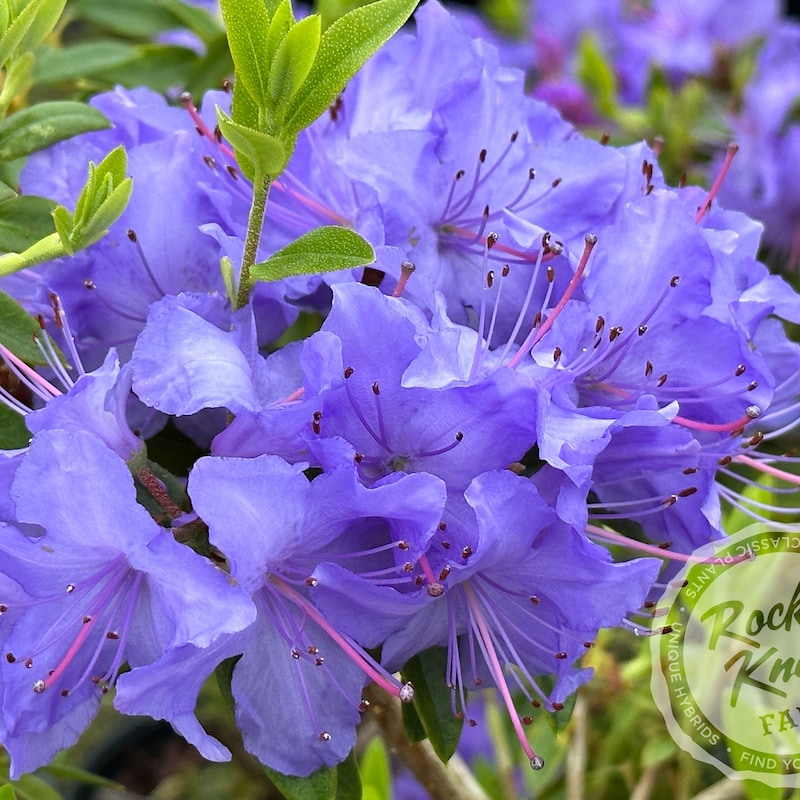 Dwarf Rhododendrons - Etsy