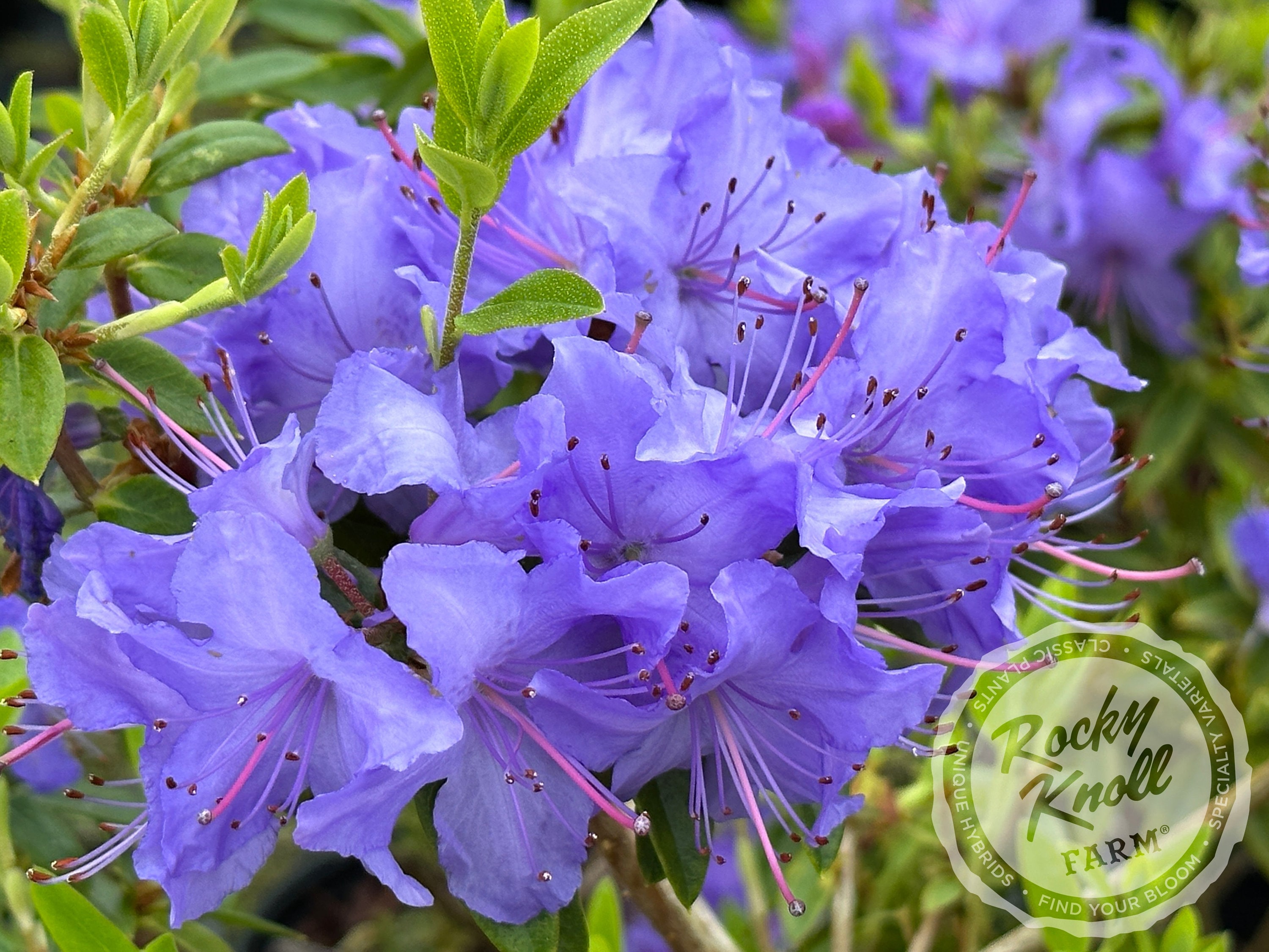 Lavender Rhododendron Shrub - Etsy