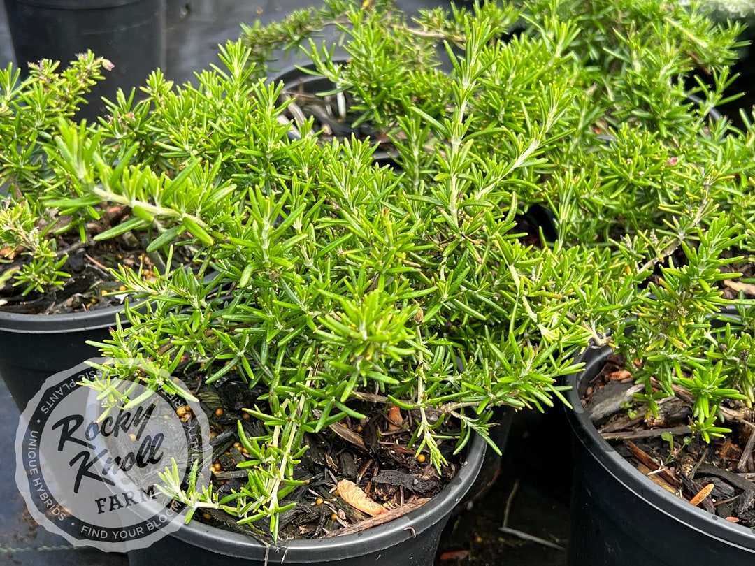 Creeping Rosemary Etsy