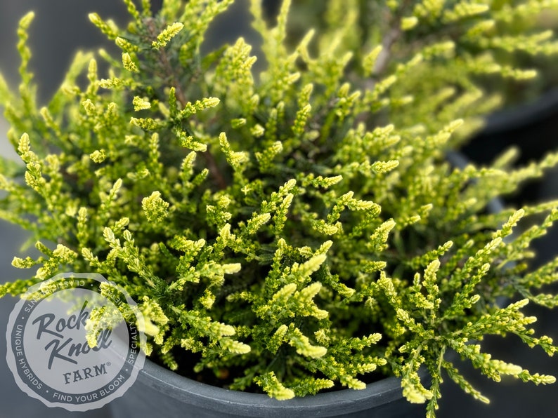 Rocky Knoll Farm Calluna - Thumbnail 3