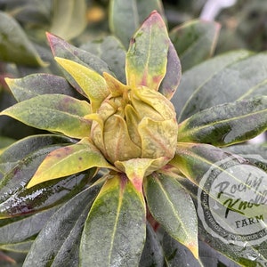 May include: Close-up of a rhododendron plant with variegated green and yellow leaves. The plant has a single bud that is about to bloom. The bud is a light green color and is surrounded by the leaves. The plant is wet from rain or dew. The image includes the text "Rocky Knoll Farm" in a circle.