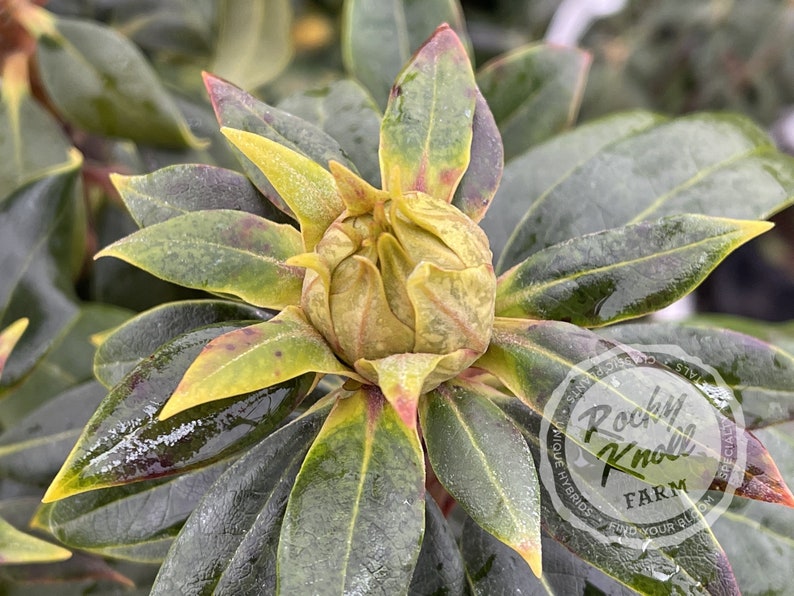 May include: Close-up of a rhododendron plant with variegated green and yellow leaves. The plant has a single bud that is about to bloom. The bud is a light green color and is surrounded by the leaves. The plant is wet from rain or dew. The image includes the text "Rocky Knoll Farm" in a circle.
