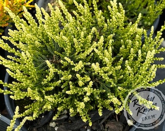 Calluna Spring Cream Heather