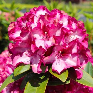 May include: A close-up of a vibrant pink and white rhododendron flower with ruffled petals. The flower is in full bloom and has a delicate, layered appearance.