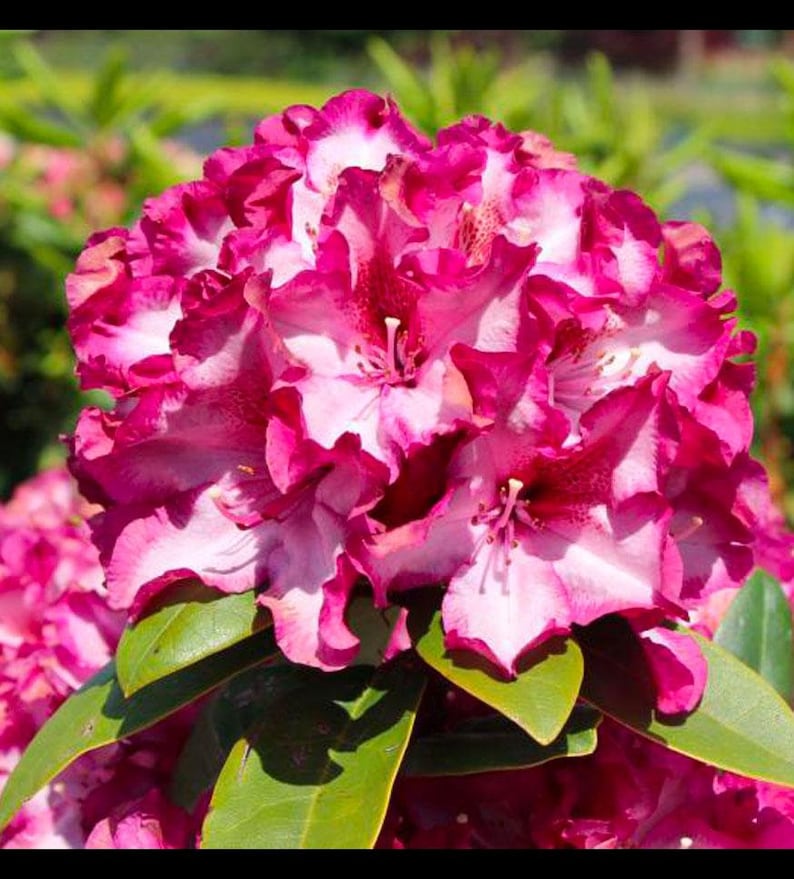 May include: A close-up of a vibrant pink and white rhododendron flower with ruffled petals. The flower is in full bloom and has a delicate, layered appearance.