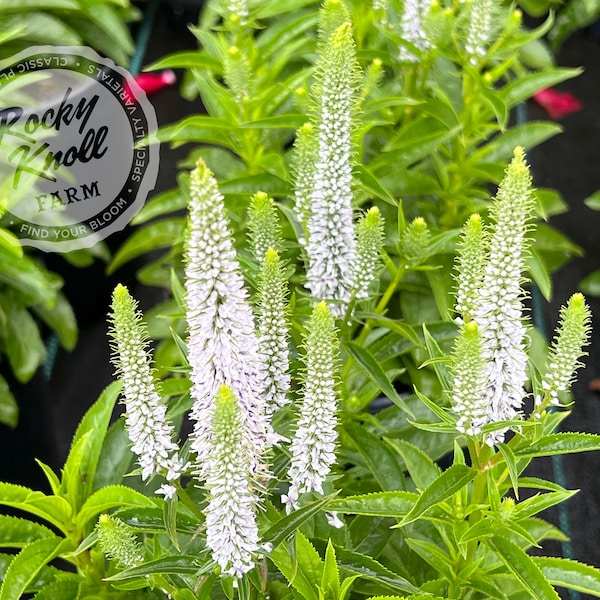 Veronica spicata 'Snow Candles'