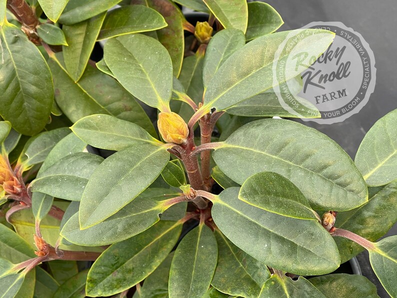 True Blue Rhododendron True Blue - Etsy