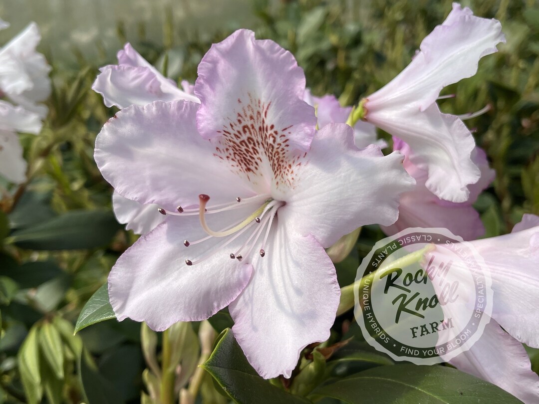 Mrs. Charles E. Pearson - Etsy