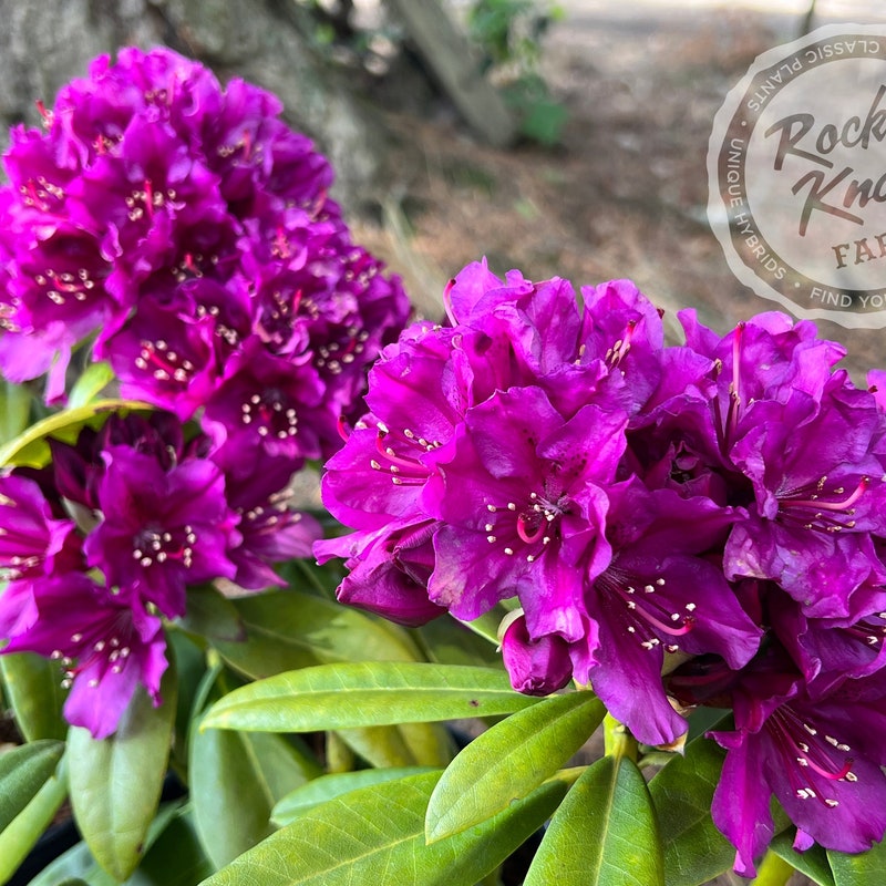 Dwarf Rhododendrons - Etsy