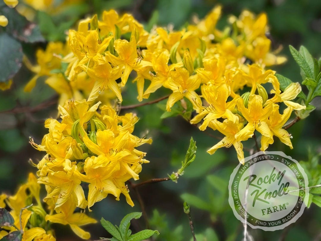 Honeysuckle Azalea (rhododondron Luteum) - Etsy