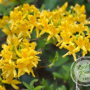 Honeysuckle azalea (Rhododondron Luteum)
