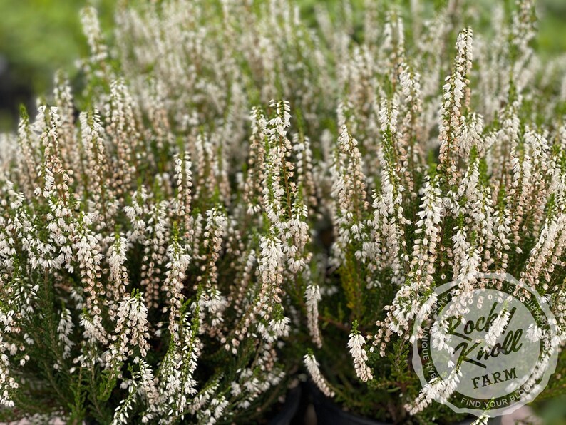 Rocky Knoll Farm Calluna - Thumbnail 2