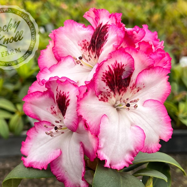 Cherry Cheesecake Rhododendron Etsy