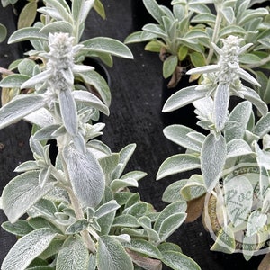 Silver Carpet Lamb&#39;s Ear