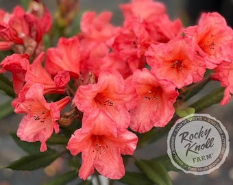 Tortoiseshell Wonder