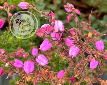 St. Dabeoc's Irish Heath - Daboecia cantabrica