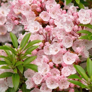 May include: Close-up of a cluster of pink and white mountain laurel flowers with green leaves. The flowers have a delicate, layered appearance, and the leaves are a vibrant green.