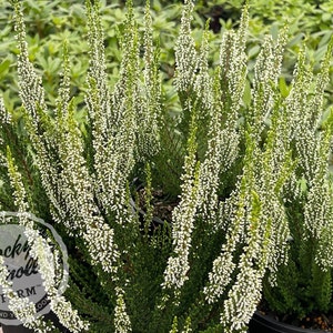 Calluna Verenka Heather