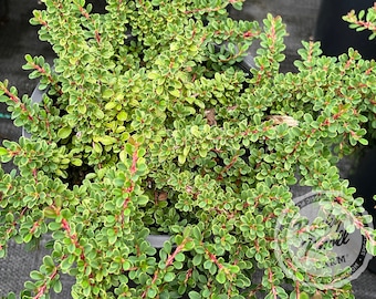 Little-leaf 'Cooperi' Cotoneaster