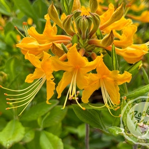 May include: Close-up of a bright yellow azalea flower with green leaves. The flower has a five-petal bloom with a yellow center. The image includes the text "Rocky Knoll Farm" with the tagline "Unique Hybrids - Find Your Bloom - Classic Plants".