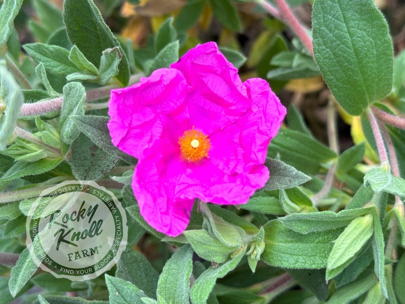 Rocky Knoll Farm Cistus x pulverulentus Rockrose - Thumbnail 5