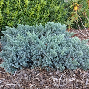 Blue Star Juniper - Juniperus squamata