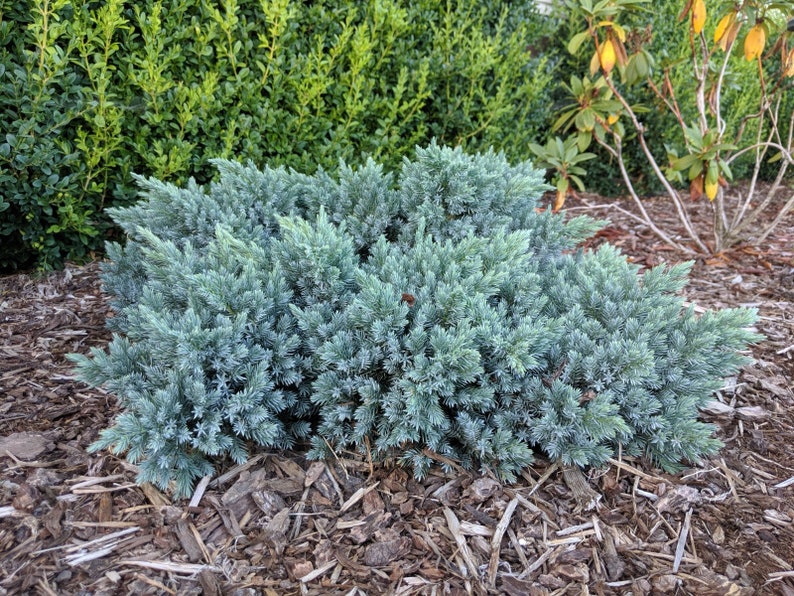 Blue Star Juniper - Juniperus squamata