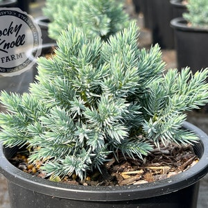 Blue Star Juniper - Juniperus squamata