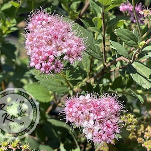 Spirea Little Princess