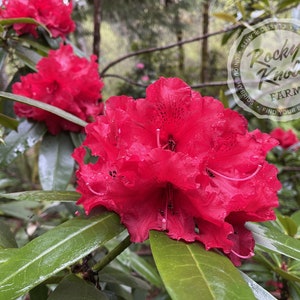 Rhododendron Taurus - Etsy