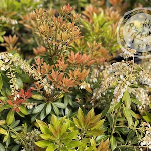 Pieris japonica &#39;Grayswood&#39; (Japanese Andromeda)