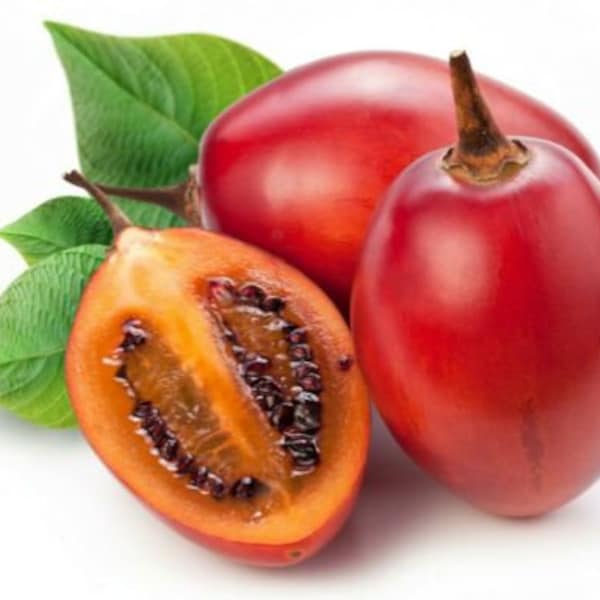 100+ graines de Tamarillo rouge ~Solanum becateum~ Cyphomandra becatea ~ Tomate arborescente