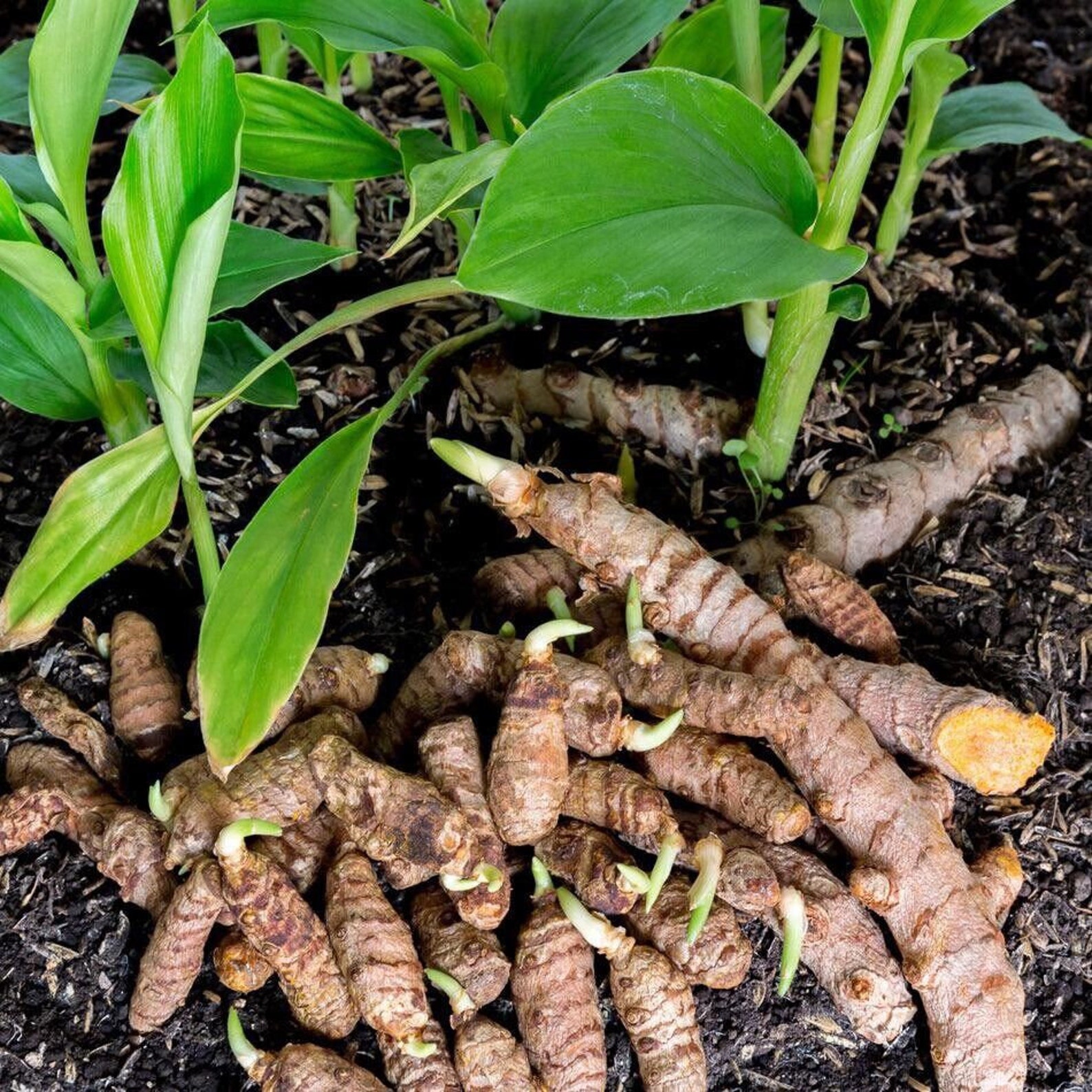 Hand holding turmeric rhizomes harvested