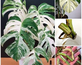 35 Stück bunte Monstera Albo Rooted Nodes Borsigiana LIVE Plant Cut Neu Frisch, organisch, Ceylon