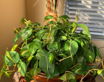 3 Philodendron Brasil Cuttings (unrooted).