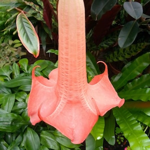 Brugmansia Angel&#39;s Trumpets Trumpet Flower Photo Poster Print