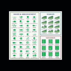 Leaf Morphology Structure Plants Diagram Chart Photo Poster Art Print 24 x 24 in
