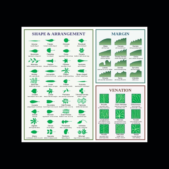 Plant Diagram Leaf