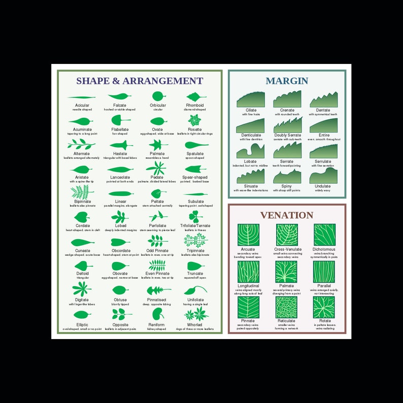 Feuille, morphologie, structure, plantes, diagramme, tableau, photo, affiche, impression artistique, 24 x 24 po, image 1