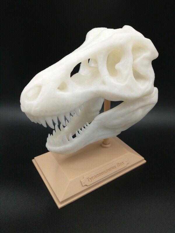T-Rex ティラノサウルス・レックス 頭蓋骨 3Dプリント彫刻像 6インチ
