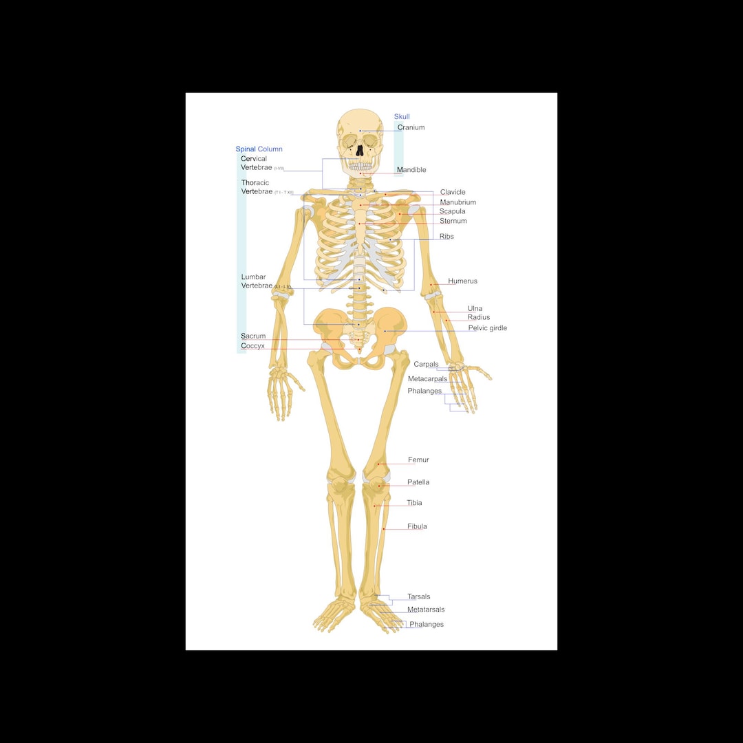 Human Skeleton Anatomy Skeletal System Illustration Diagram Front ...